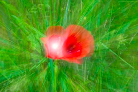 Poppy with zoom effect Stock Illustration