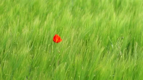 Poppyflower - Mohnblume Stock Footage 131102148