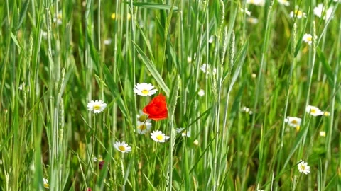 Poppyflower - Mohnblume Stock Footage 131102158