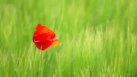 Poppyflower - Mohnblume Stock Footage 131102242