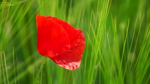 Poppyflower - Mohnblume Stock Footage 131102286