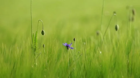 Poppyflower - Mohnblume Stock Footage 131102393