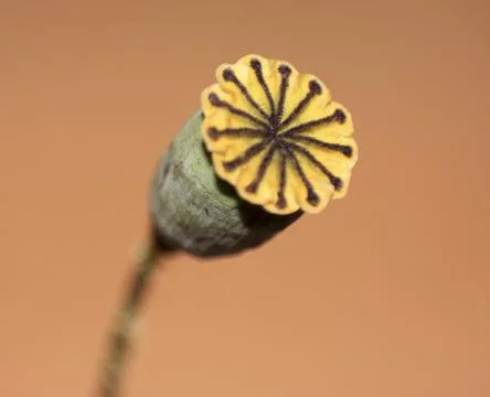 Poppyhead Stock Photos