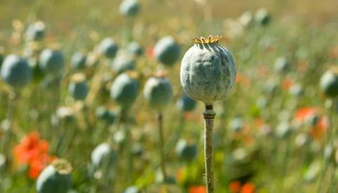 Poppyhead 库存照片