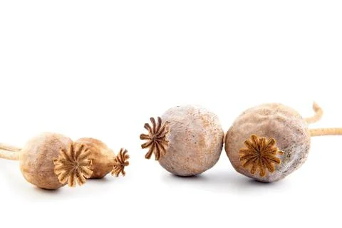 Poppyhead Stock Photos