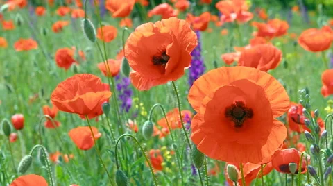 Poppys in meadow Stock Footage 47957230