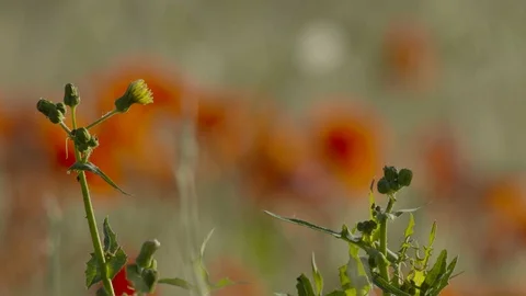 Poppys in Spain Stock Footage 113671729