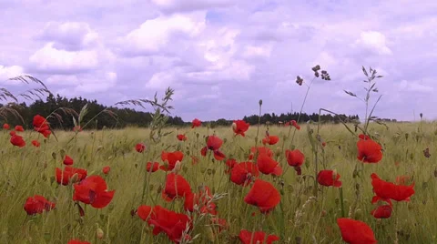 Poppys on a wheat field. Stock Footage 35422777