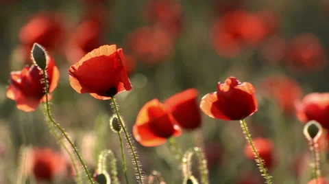 Poppys in wind Stock Footage 50550011