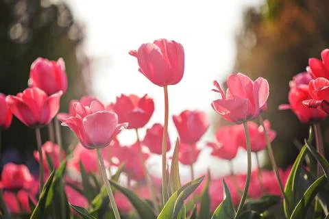 Poprocket Foto stock