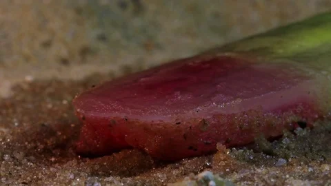 Popsicle Melts into Sand Stock Footage 75743494