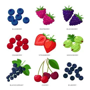 Popular berries set of icons, vector illustration in flat design isolated on 스톡 일러스트