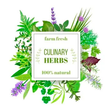 Popular Culinary herbs big set with squire emblem Stock Illustration
