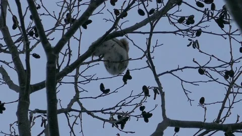 Popular Ezo Momonga with a cute face and gestures. Video stock 159273553