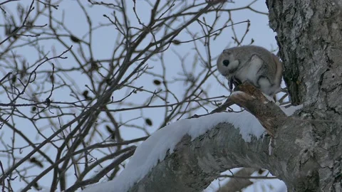 Popular Ezo Momonga with a cute face and gestures. Video stock 159273622