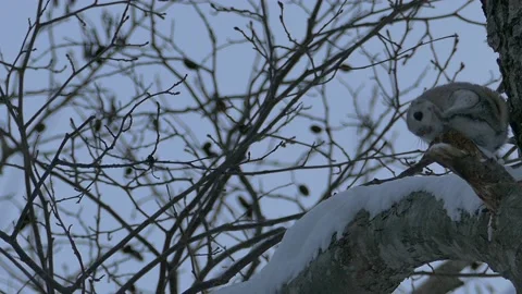 Popular Ezo Momonga with a cute face and gestures. Video stock 159273629