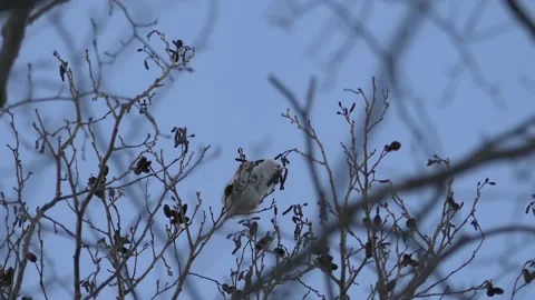 Popular Ezo Momonga with a cute face and gestures. Video stock 159273664