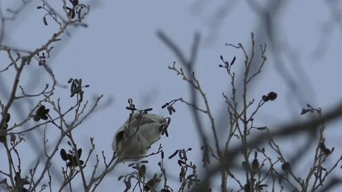 Popular Ezo Momonga with a cute face and gestures. Video stock 159273673