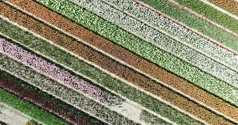 Popular tulip fields, crocuses, daffodils and hyacinths also bloom on the bulb Stock Footage 307858897
