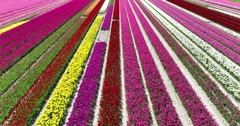 Popular tulip fields, crocuses, daffodils and hyacinths also bloom on the bulb Vidéo 307859109