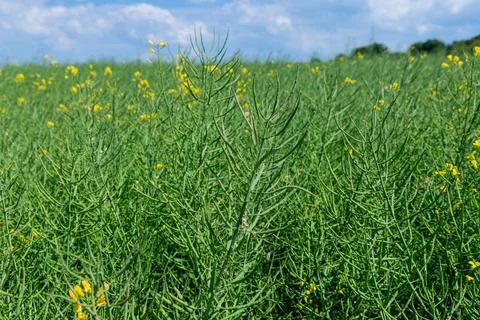 Popularity of rapeseed oil has grown due to the increasing demand for healthier Stock Photos