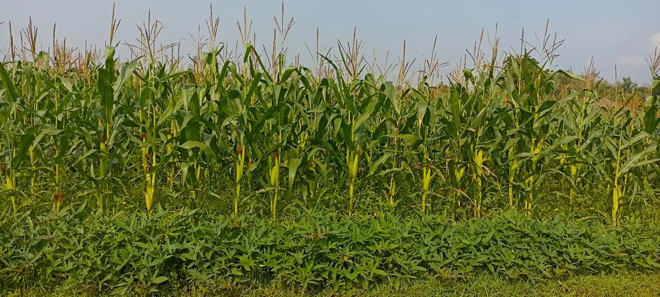 Population of corn plants planted in fields in Magelang, Central Java Stock Photos