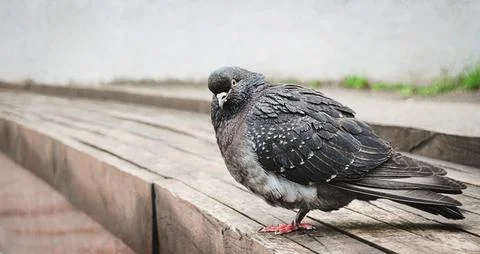 Population of pigeons in cities is growing. Stockfoto's