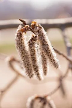 Populus Alba Catkin 스톡 사진