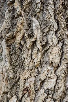 Populus alba tree bark Stock Photos