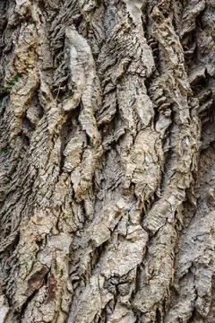 Populus alba tree bark Stock Photos