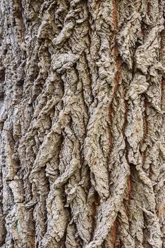 Populus alba tree bark Stock Photos