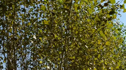Populus and wind Stock Footage 10992648
