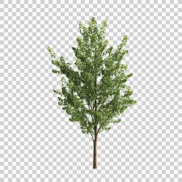 Populus  canadensis trees 3d illustration on transparent background Stock Illustration