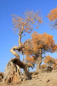 Populus diversifolia Stock Photos