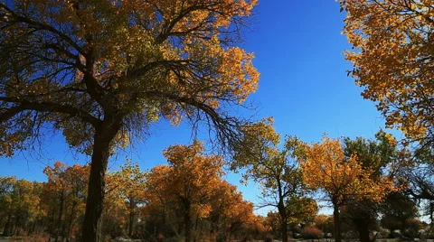 Populus euphratica forest Stock-Footage 44349308