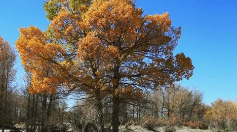 Populus euphratica forest Stock Footage 44349356
