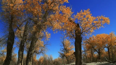 Populus euphratica forest Stock Footage 44349357