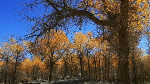 Populus euphratica forest 库存影片 44349390