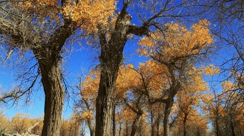 Populus euphratica forest Stock Footage 44349392