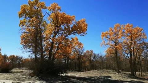 Populus euphratica forest Stock Footage 44349409