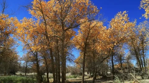 Populus euphratica forest Stock Footage 44349413