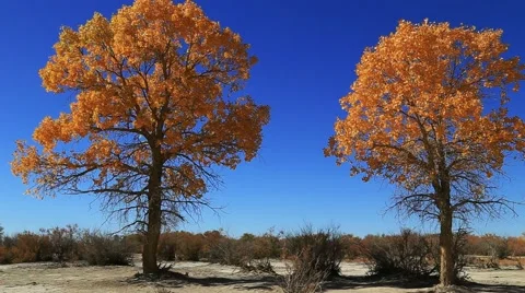 Populus euphratica forest 스톡 동영상 44349491