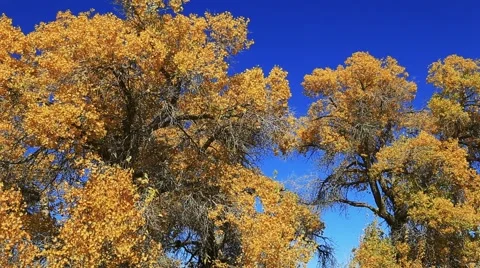 Populus euphratica forest 库存影片 44349523
