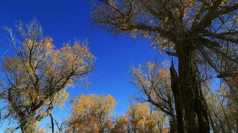 Populus euphratica forest Stock Footage 44349566
