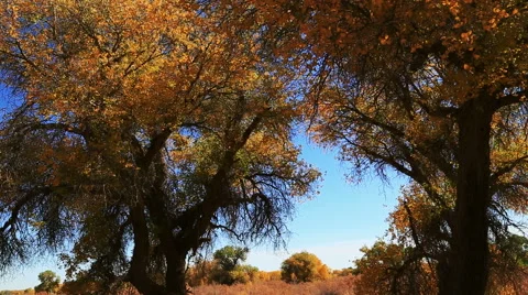Populus euphratica forest Stock Footage 44349599