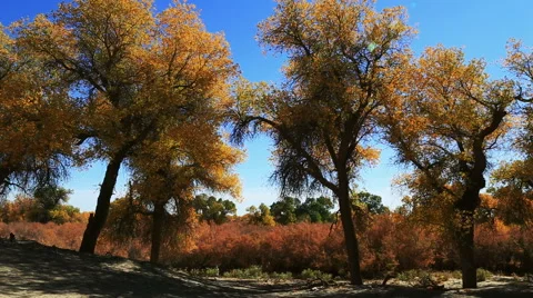 Populus euphratica forest 库存影片 44349616