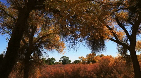 Populus euphratica forest 库存影片 44349633