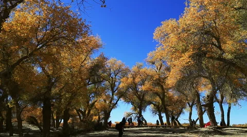 Populus euphratica forest 库存影片 44349660