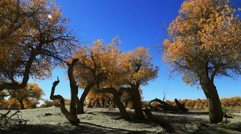 Populus euphratica forest 스톡 동영상 44349690