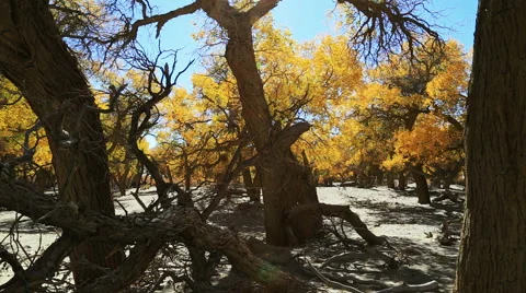 Populus euphratica forest 库存影片 44349733